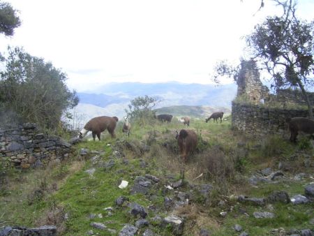 Ruinen und Tiere in Kuelap. Foto: D. Raiser / INFOAMAZONAS