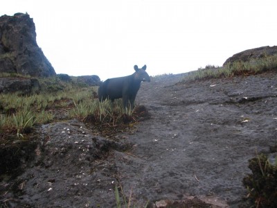 Anden-Tapir in Peru. Bild: SNTN
